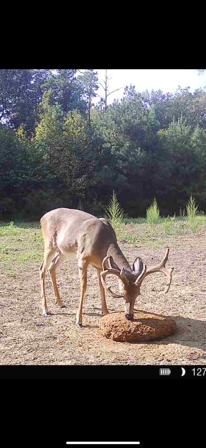 Buck feeding on a Rack Razor block in a clearing
