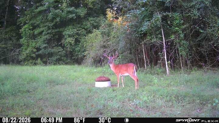 Buck beside a supplement block near the tree line