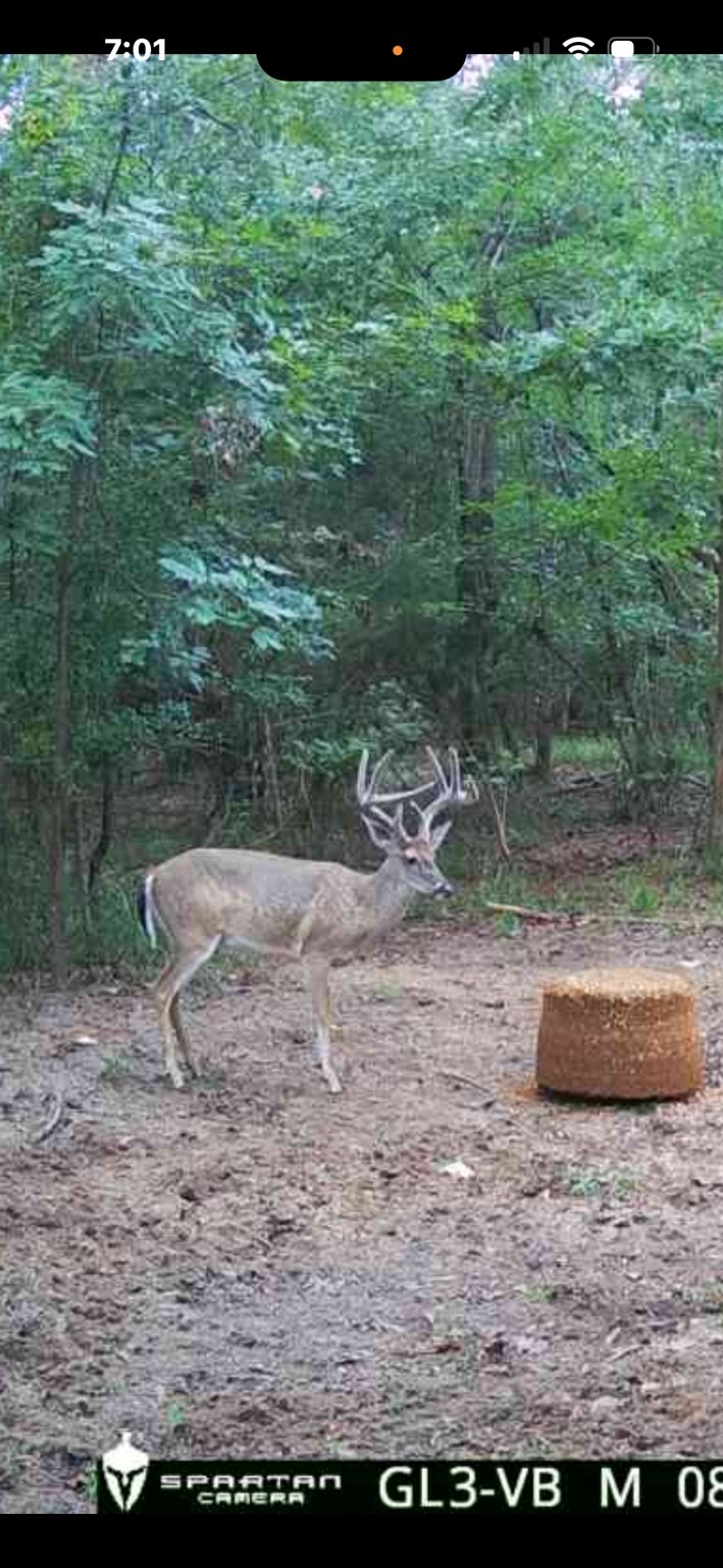 Trail-camera buck standing beside a round block