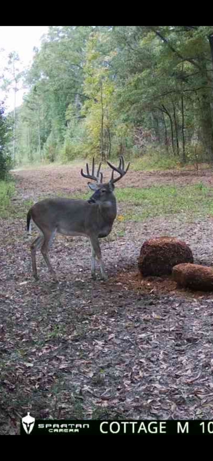 Whitetail buck beside blocks on a wooded trail