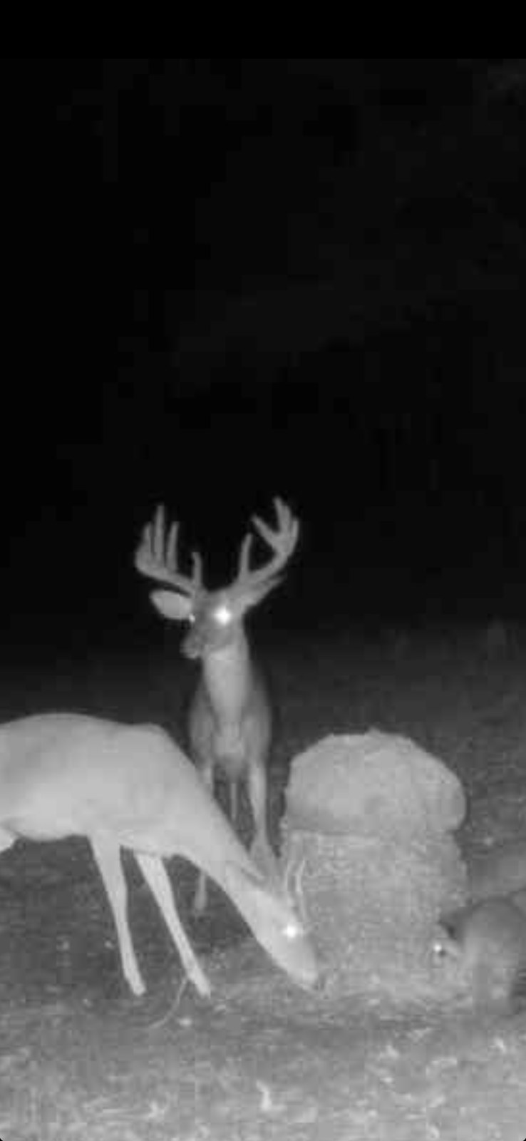 Deer visiting supplement blocks at night