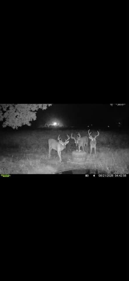 Several bucks photographed by a trail camera at night