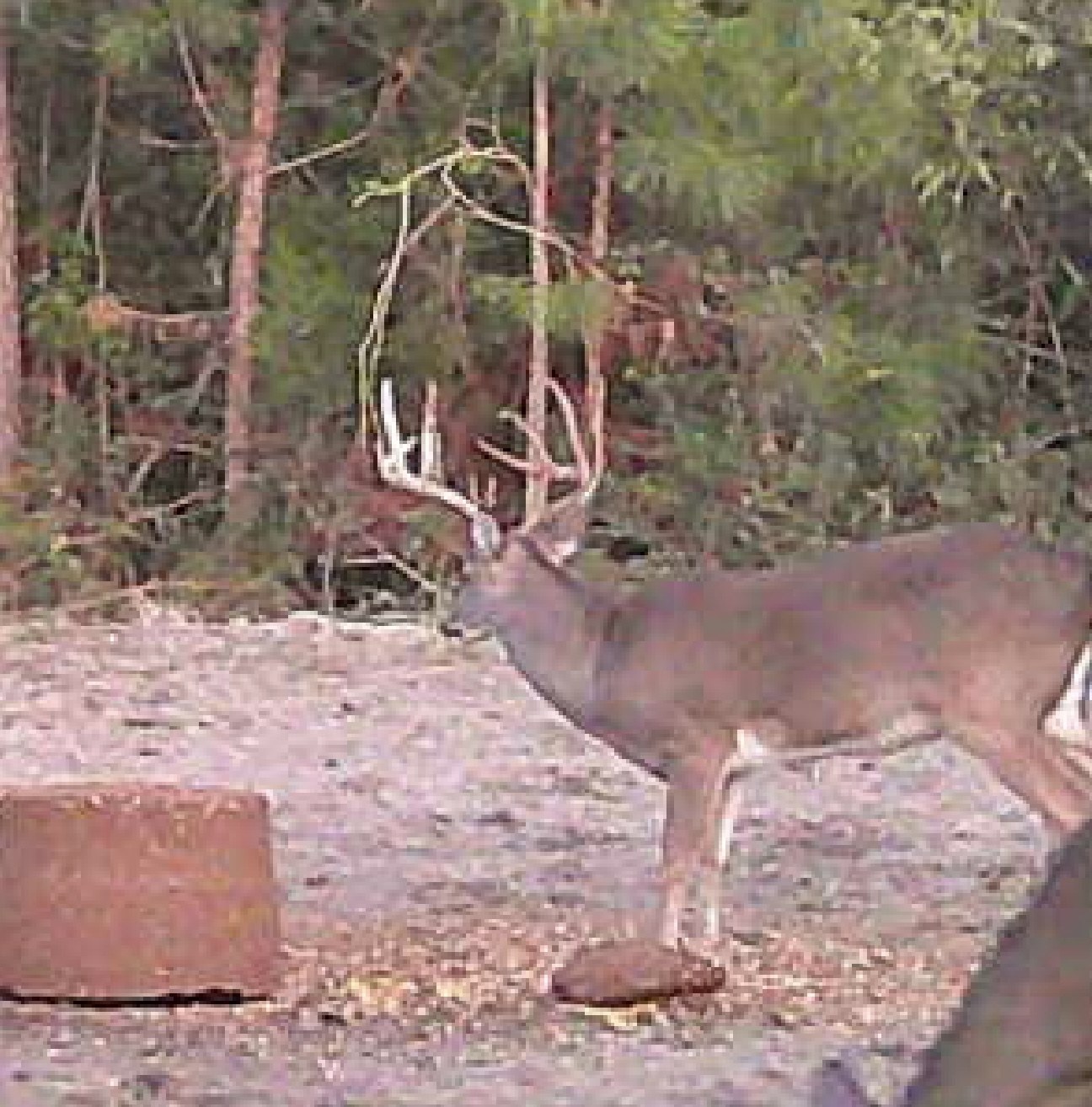Buck passing a round supplement block